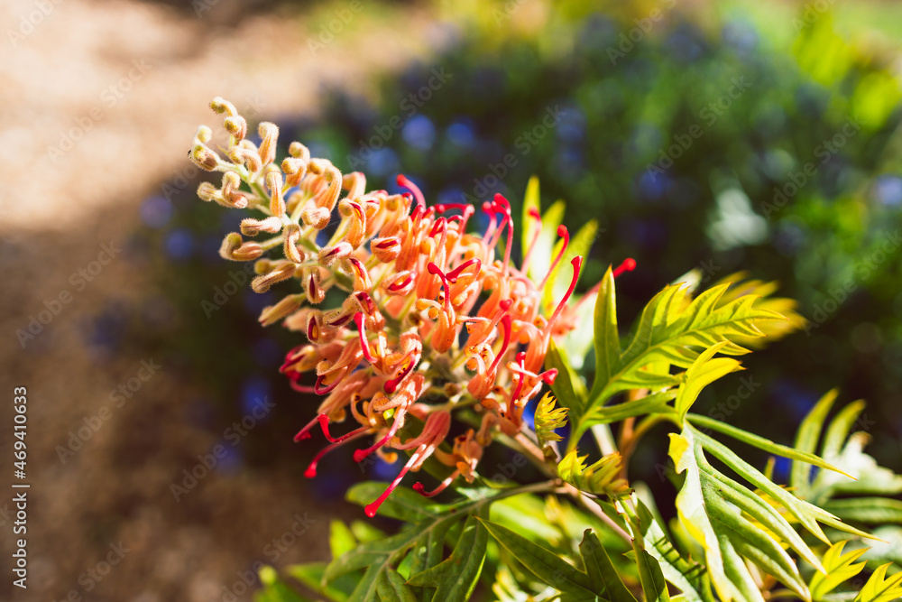native Australian red grevillea plant with flower outdoor in beautiful tropical backyard native Australian red grevillea plant with flower outdoor in beautiful tropical backyard