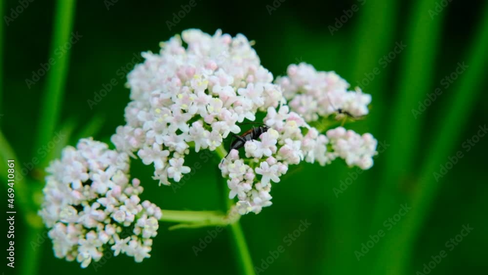 Valerian officinalis close-up on a green blurred background. Healing flowers and herbs.White flowers of Valerian officinalis. 4k footage