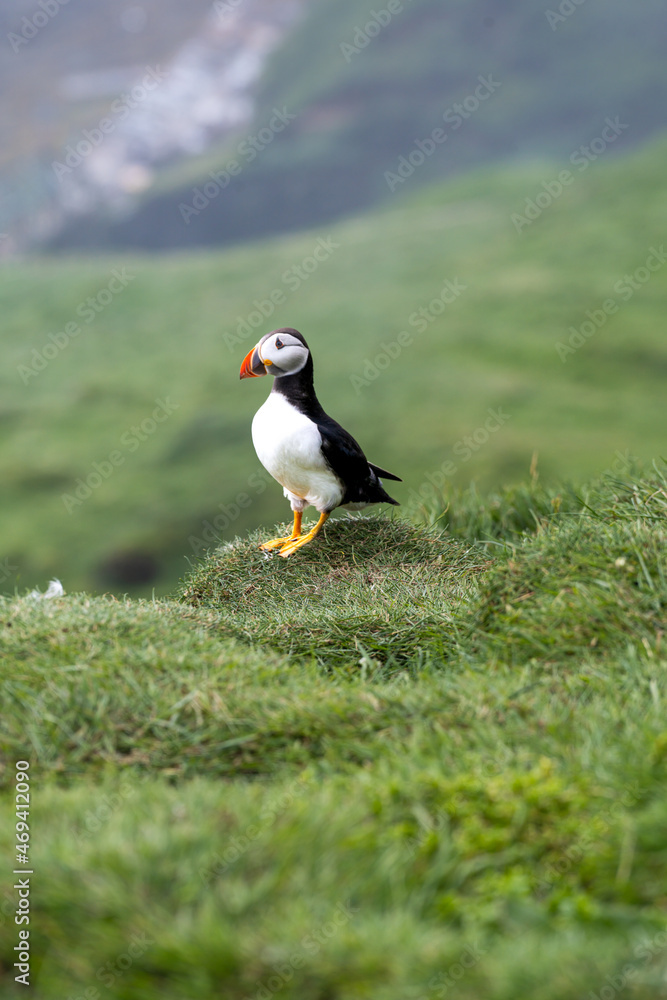 Close up view of the beautiful Puffins -Fratercula- in the natural environment in the Mykines island -Faroe Islands Close up view of the beautiful Puffins -Fratercula- in the natural environment in the Mykines island -Faroe Islands