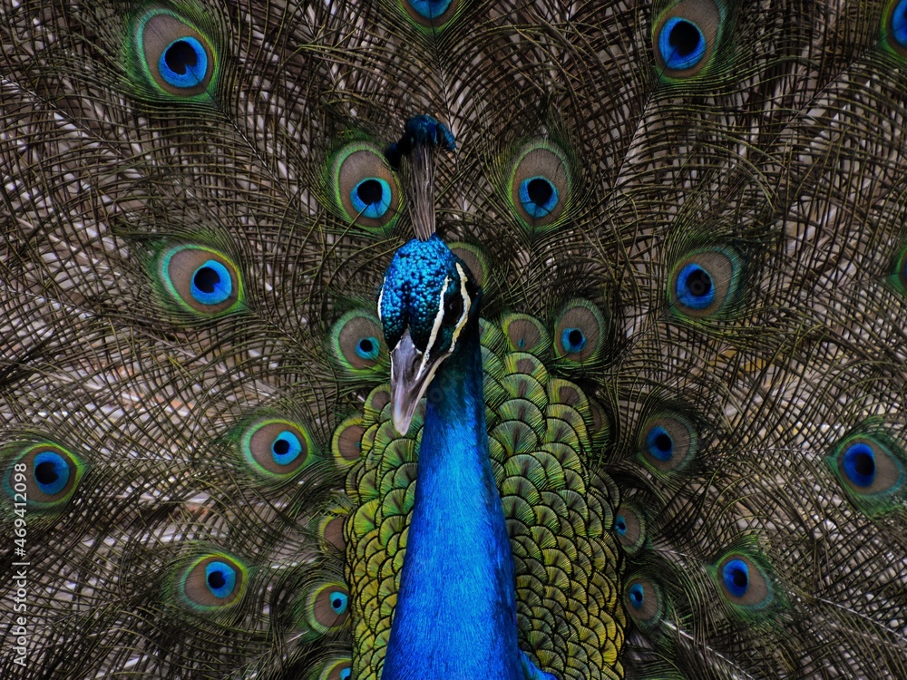 Obraz premium peacock with feathers out