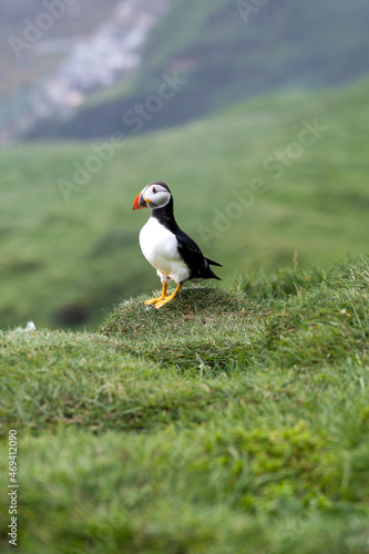 Close up view of the beautiful Puffins  -Fratercula- in the natural environment in the Mykines island -Faroe Islands  © Gian