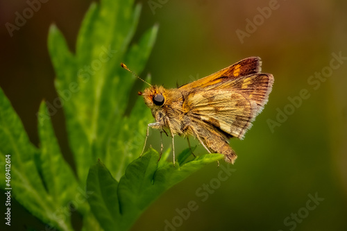 Peck's Skipper Butterfly (Polites peckius) perched on a leaf in the summer afternoon sun. © KSzen