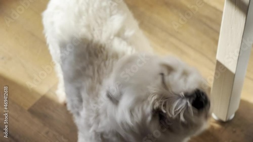 Cute furry white dog barking. Cute small west highland terrier barking on owner. Begging for a walk.