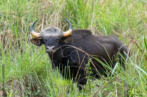 A wild gaur hiding in the tall grasses in the jungle. photo
