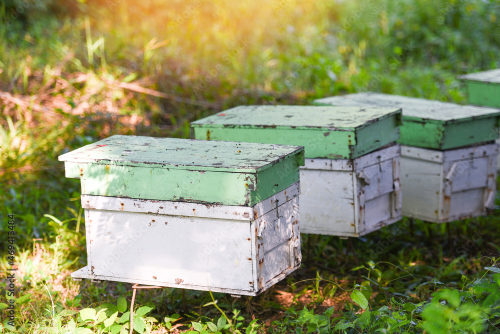 Bee apiary bee hive for harvesting honey, Beekeeper beehive with bees flying to the landing boards. Apiculture Bee apiary bee hive for harvesting honey, Beekeeper beehive with bees flying to the landing boards. Apiculture