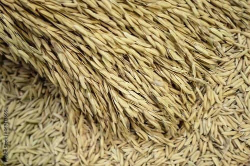 Background of golden paddy rice and rice seed