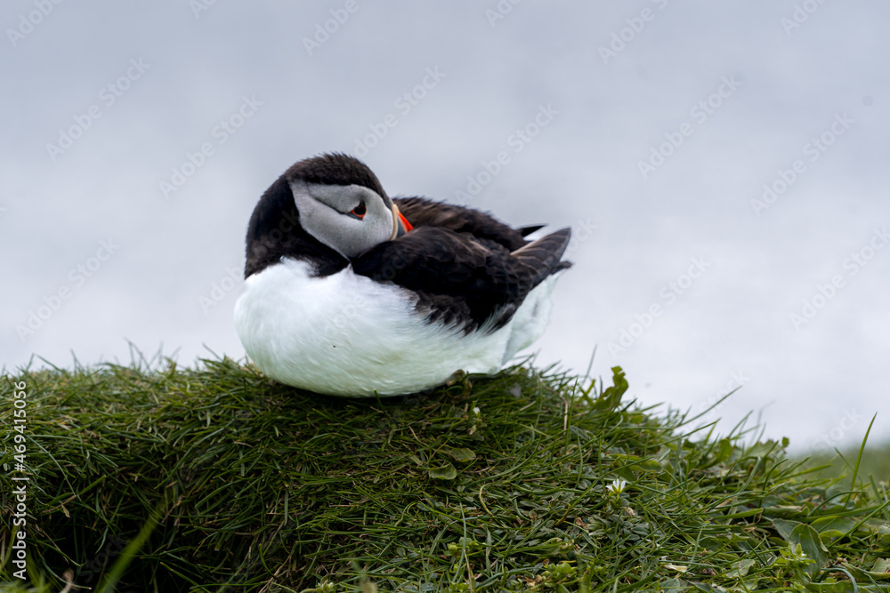 Close up view of the beautiful Puffins -Fratercula- in the natural environment in the Mykines island -Faroe Islands Close up view of the beautiful Puffins -Fratercula- in the natural environment in the Mykines island -Faroe Islands
