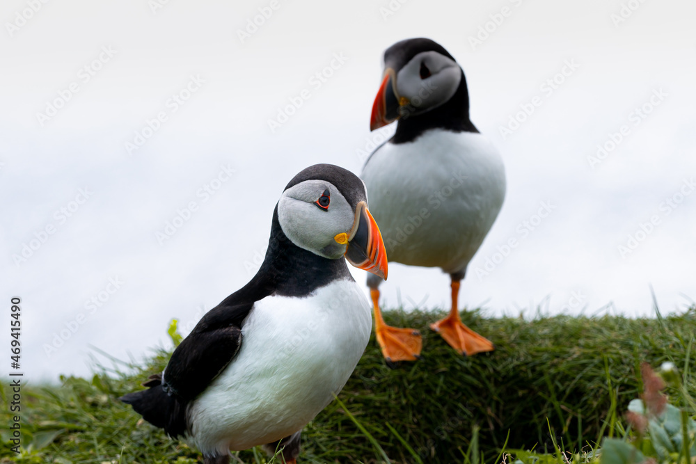 Fototapeta premium Close up view of the beautiful Puffins -Fratercula- in the natural environment in the Mykines island -Faroe Islands 