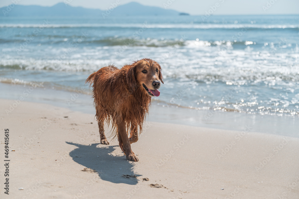 Golden Retriever playing happily at the beach