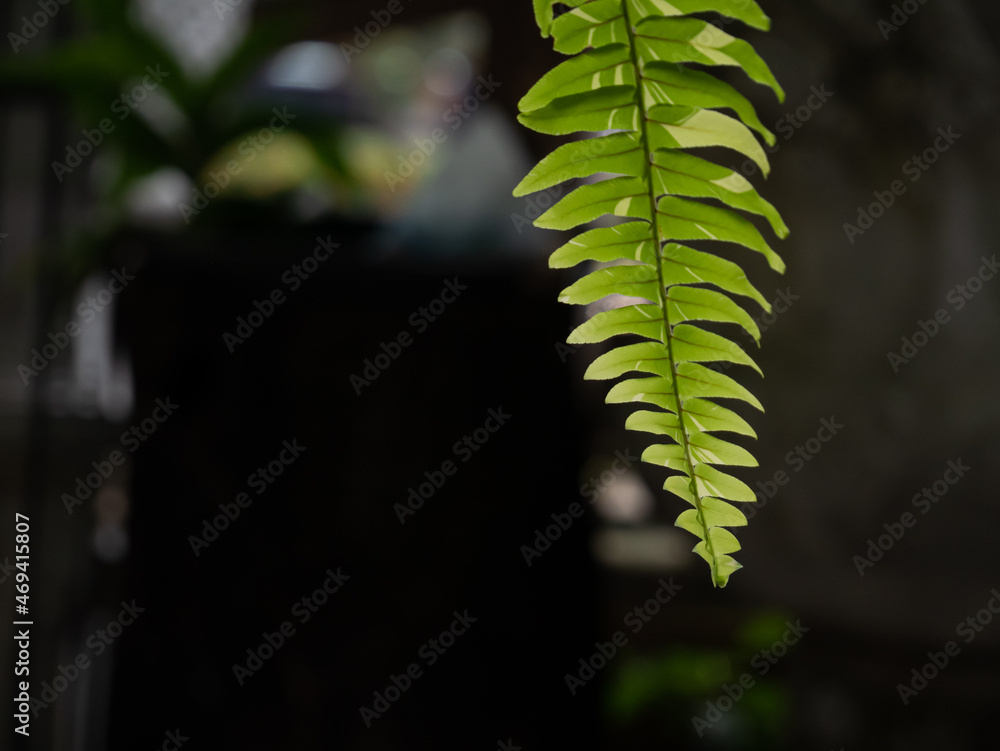 do ferns need full sunlight