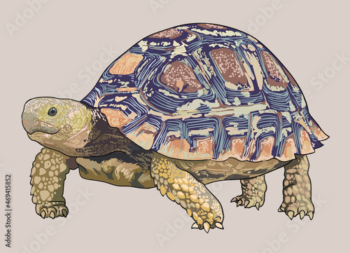 Leopard tortoise drawing, beautiful, art.illustration, vector photo