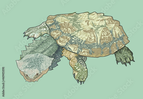 Mata mata turtle drawing, predator, art.illustration, vector