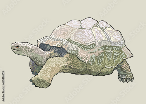 Aprican giant tortoise drawing, strong, exotic, art.illustration, vector