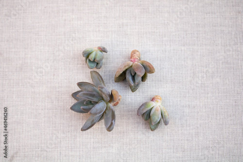 Propagating succulents and echeverias by plantlet removal. In the picture there's is the Echeveria haagai tolimanensis.
 photo