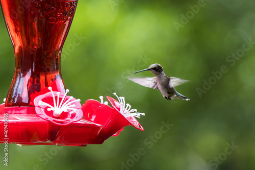 Hummingbird feeder