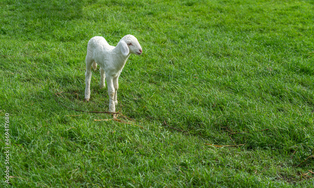 Full body of a cute little lamb standing on a beautiful green meadow, blank space for copy and design. Full body of a cute little lamb standing on a beautiful green meadow, blank space for copy and design.