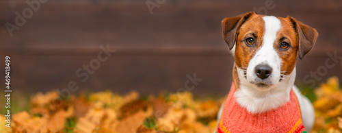 Portrait of a young dog Jack Russell breed with a sweater on a background of yellow grass covered with autumn leaves and a wooden fence. Cozy autumn concept. Stretched horizontal image for banner