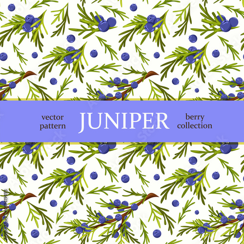 Seamless pattern, blue berries and juniper leaves