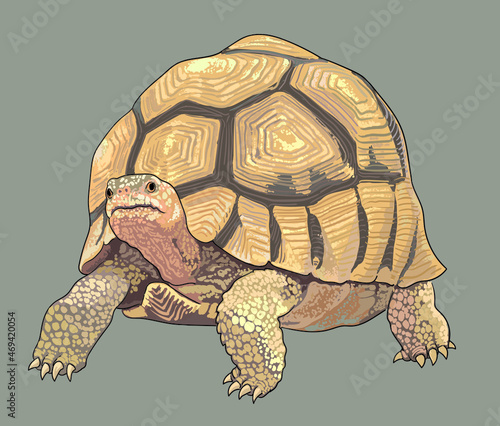 Sculata tortoise drawing, beautiful, art.illustration, vector