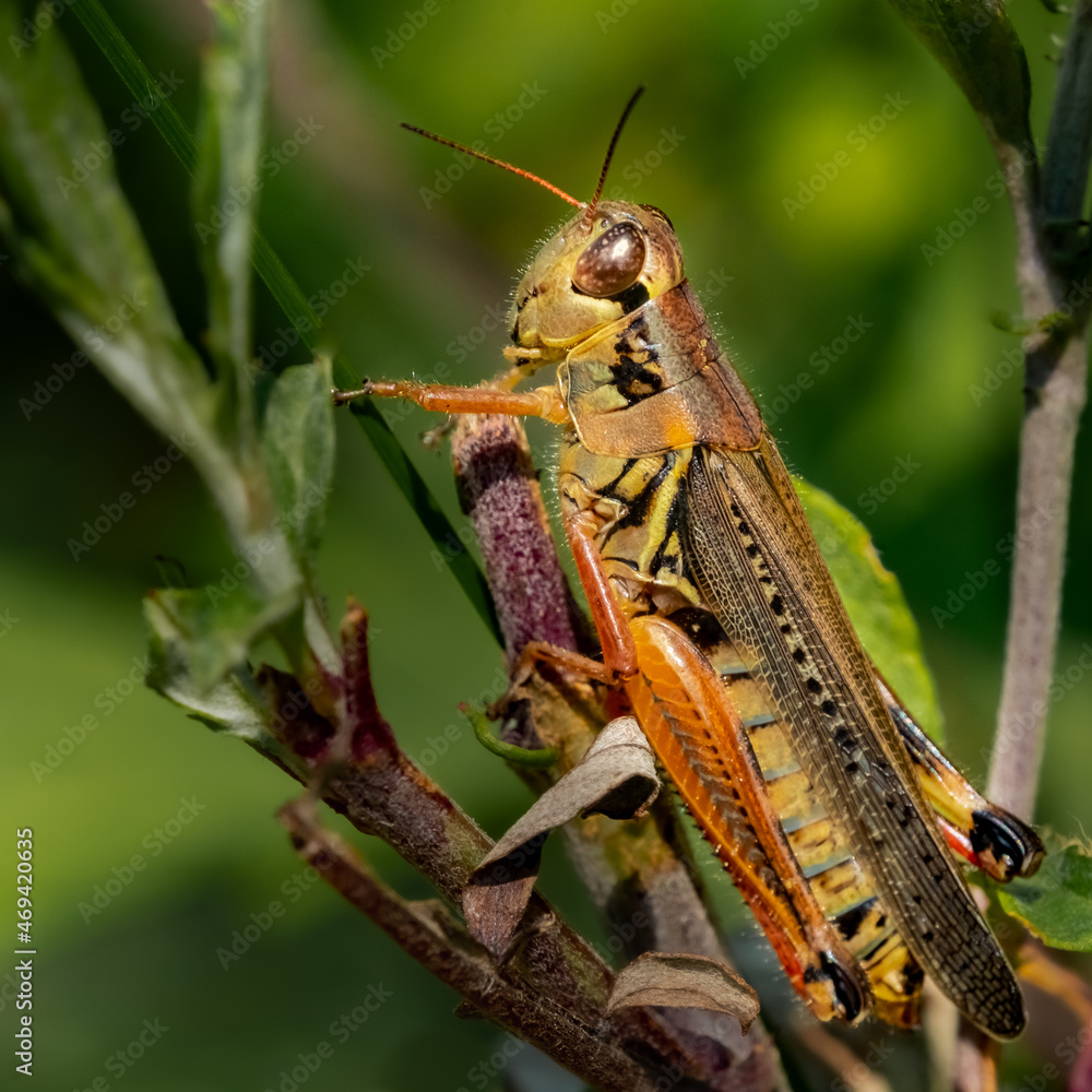 Red-legged Grasshopper (Melanoplus femurrubrum) macro, at rest on a weed stem in the afternoon summer sun.