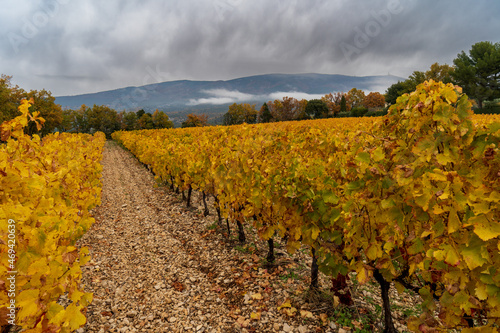 Weinberge in Frankreich