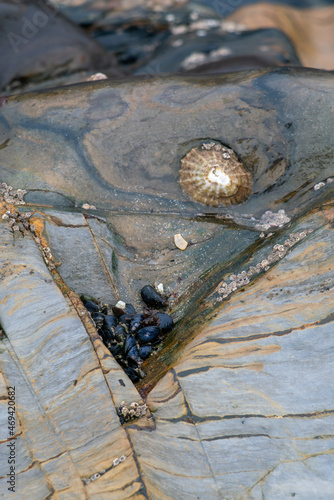 Wet rokcs with shells on low tide photo