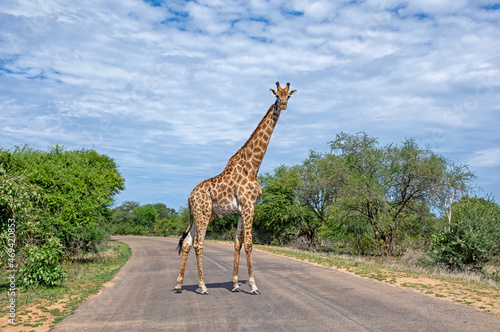 Giraffe Crossing A Road