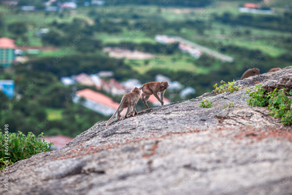 Fototapeta premium The background of monkeys, monkeys, food lovers, blurred backgrounds, which come from the swiftness of wildlife, often seen in mountains, zoos, or tourist attractions.