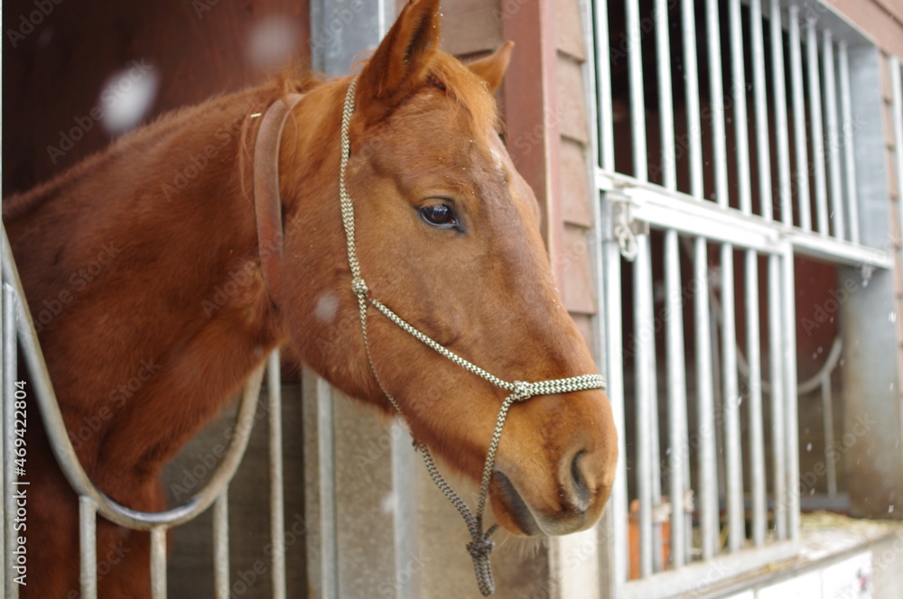Fototapeta premium 馬のシーン