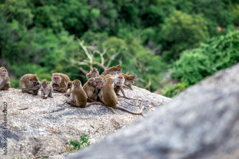 The background of monkeys, monkeys, food lovers, blurred backgrounds, which come from the swiftness of wildlife, often seen in mountains, zoos, or tourist attractions. The background of monkeys, monkeys, food lovers, blurred backgrounds, which come from the swiftness of wildlife, often seen in mountains, zoos, or tourist attractions.