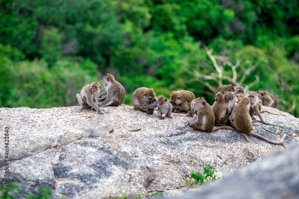 Obraz premium The background of monkeys, monkeys, food lovers, blurred backgrounds, which come from the swiftness of wildlife, often seen in mountains, zoos, or tourist attractions.