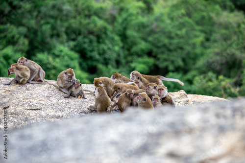 The background of monkeys, monkeys, food lovers, blurred backgrounds, which come from the swiftness of wildlife, often seen in mountains, zoos, or tourist attractions.
