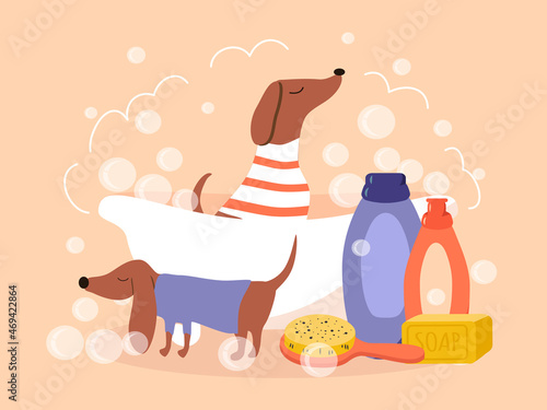 vector cute illustration - a dachshund dog sitting in a foam bath. bathing supplies for dog. trendy illustration in flat style on the theme of animal washing, grooming