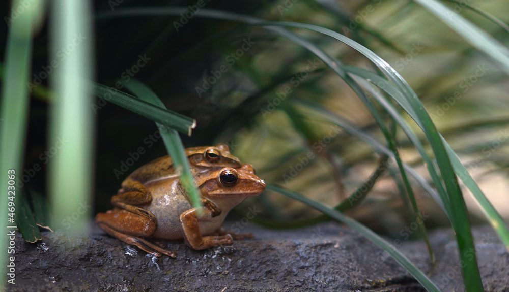 Obraz premium Mating a pair of yellow frogs on rock under a leaf