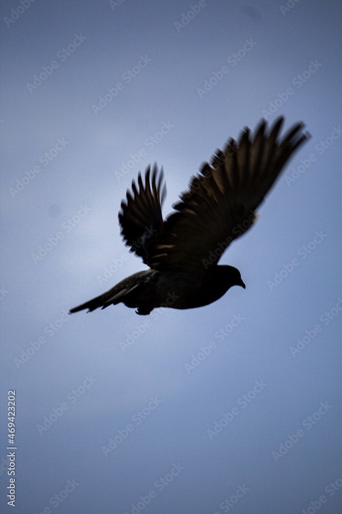 Fototapeta premium Paloma Volando