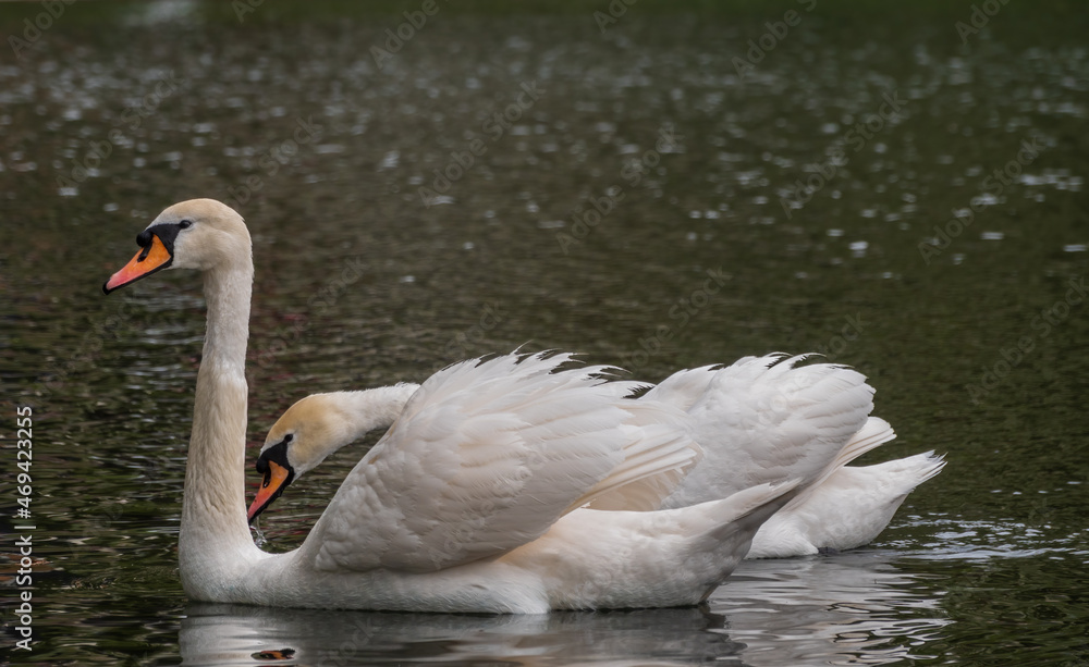 Fototapeta premium Two graceful white swans swim in the dark water.