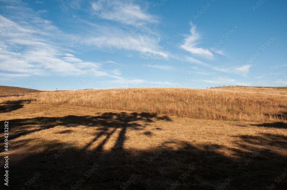Obraz premium Shadow of a tree on a cushion in Rio Grande do Sul