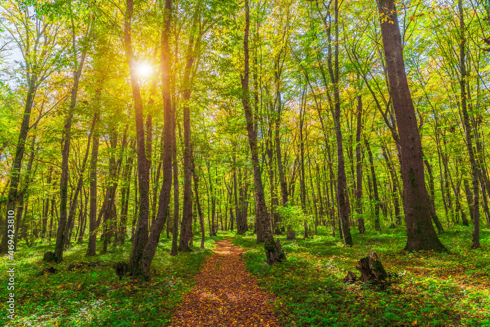 Beautiful green forest in the sunny day Beautiful green forest in the sunny day