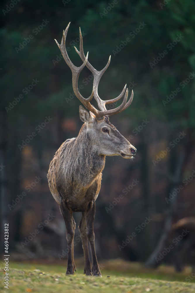 Fototapeta premium Red deer in autumn forest. Animal in nature habitat. Big mammal. Wildlife scene