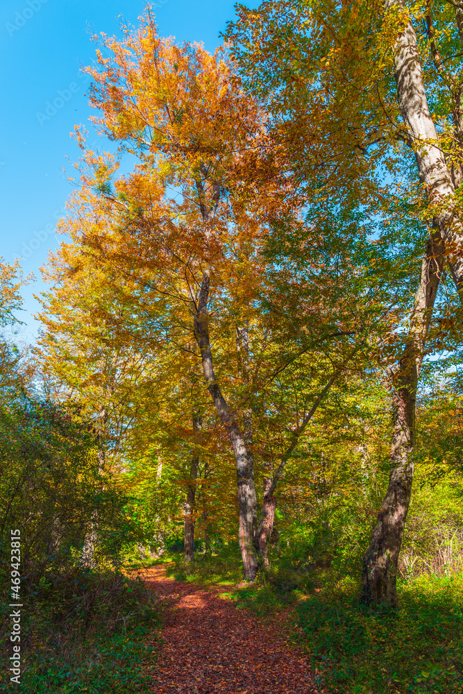 Beautiful autumn forest in the sunny day