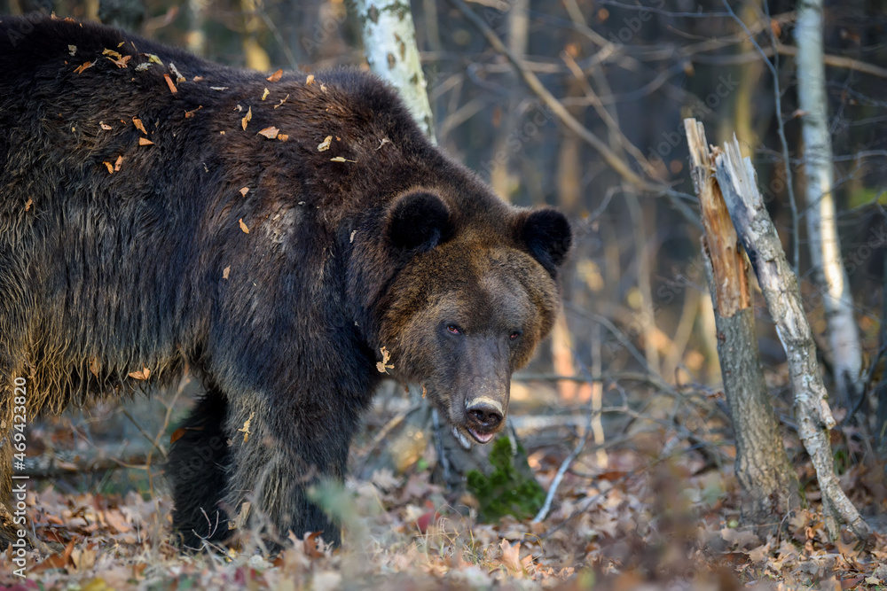 Bear in autumn forest. Ursus arctos, fall colours. Dangerous animal in natural habitat