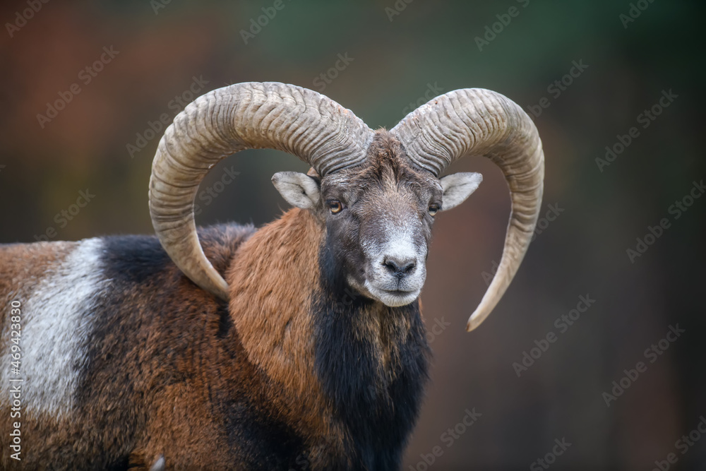 Big mouflon animal. Ovis gmelini, forest horned animal in nature habitat - obrazy, fototapety, plakaty 