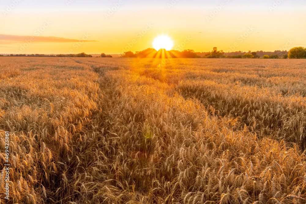 Obraz premium Scenic view at beautiful summer sunset in a wheaten shiny field with golden wheat and sun rays, beautiful sunset glow on horizon , road and rows leading far away, valley landscape
