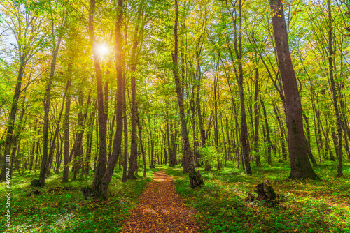 Beautiful green forest in the sunny day