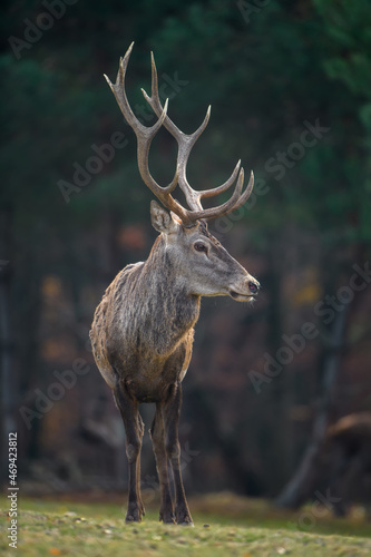 Red deer in autumn forest. Animal in nature habitat. Big mammal. Wildlife scene