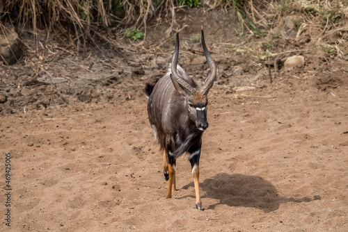 A nyala bull facing forward to camera and standing in brown sand.  photo
