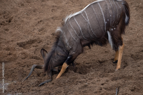 An nyala bull antelope lowering its head to gouge horns in the mud to show male dominance. photo