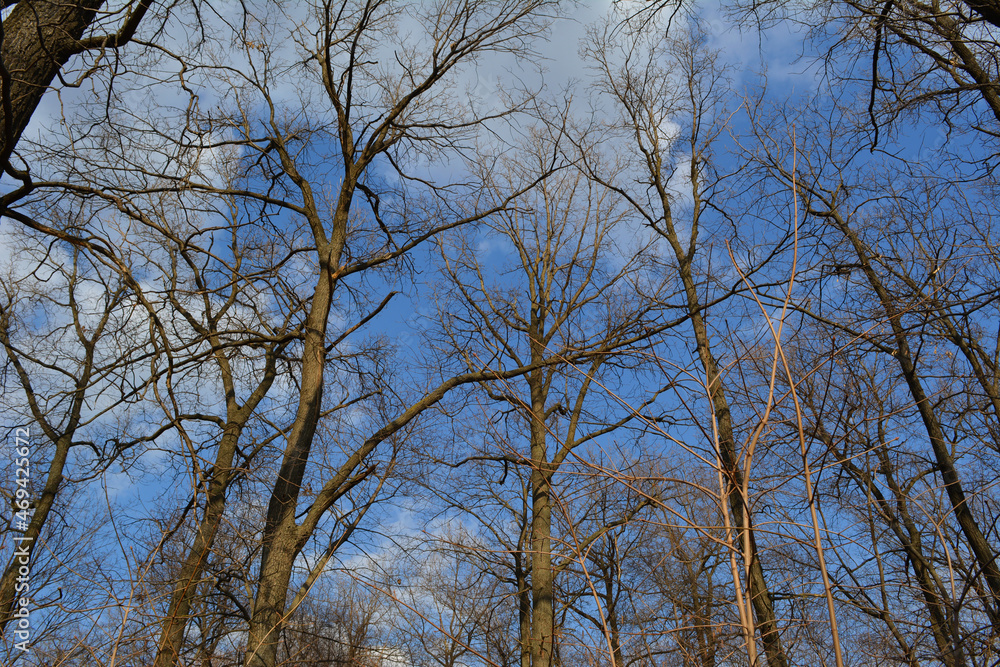 Leafless trees in early spring. View on forest on the background of blue sky with light clouds Leafless trees in early spring. View on forest on the background of blue sky with light clouds