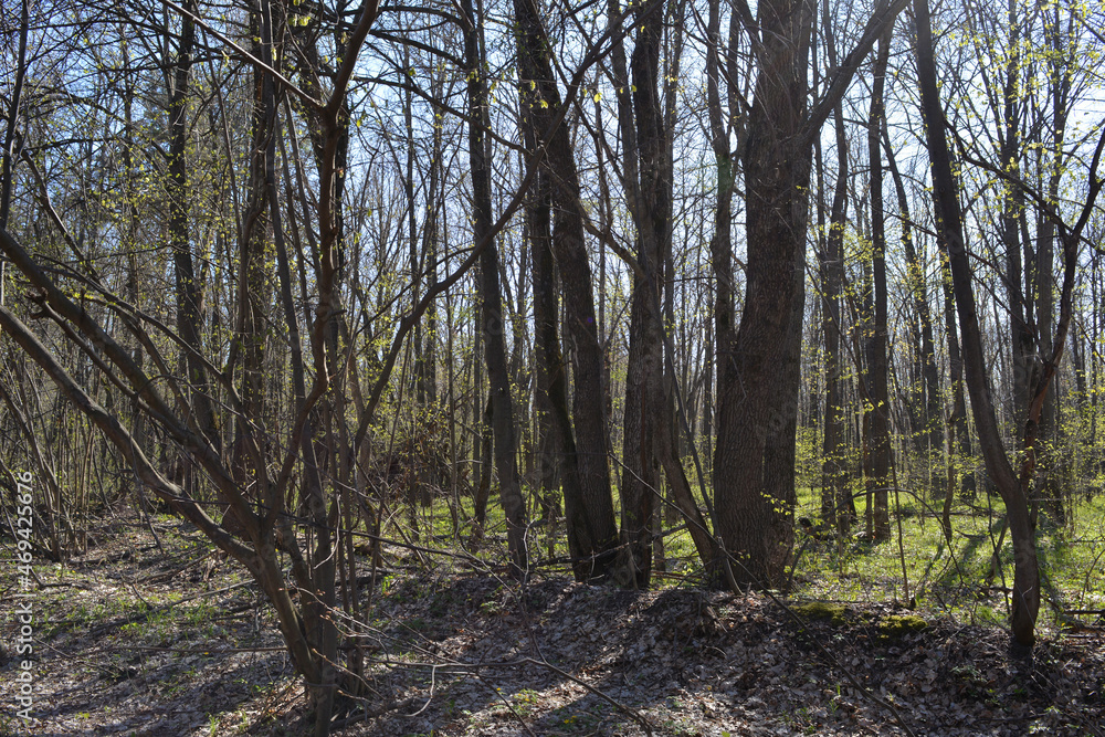 Naklejka premium Forest in spring. Trees with budding leaves
