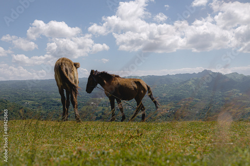 horses in the field © DanPaulo